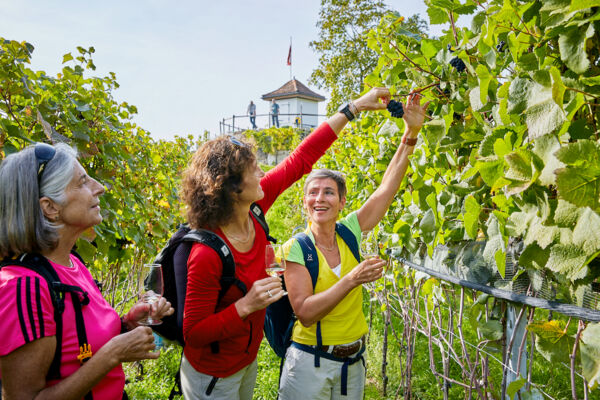 Weinwanderung Seetal