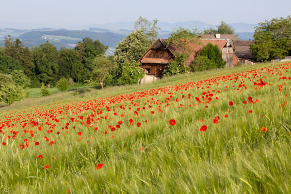 Freier Blick auf See und Berge