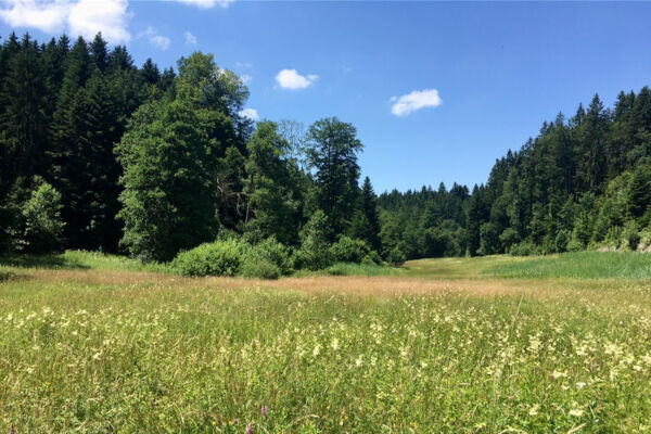 Durch den Meggerwald