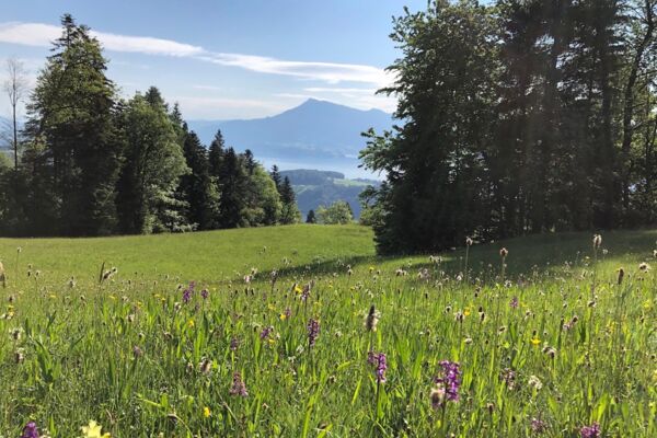 Roteflue: Weitblick und Natur in Stadtnähe