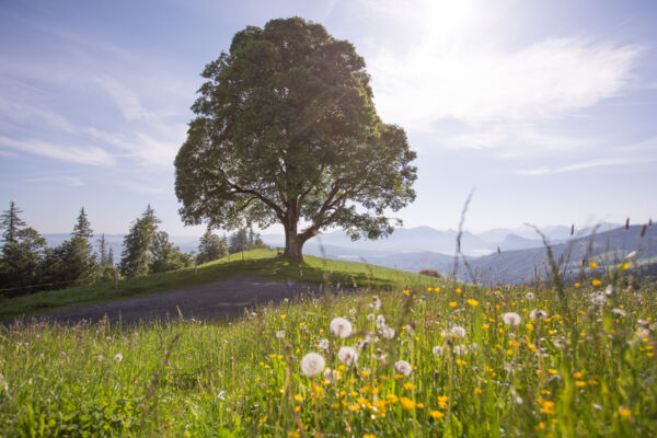 Solarenergie auf dem Sonneberg