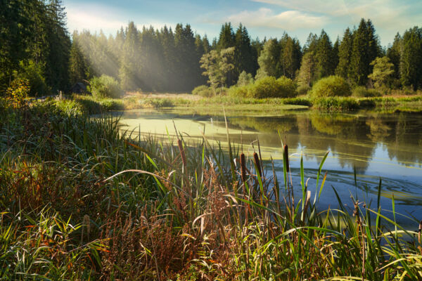 Das Hochmoor von Wachseldorn