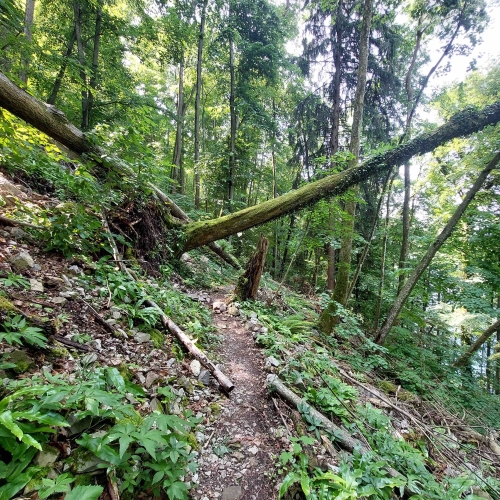 BT_Bürgenstock_20250611_144313