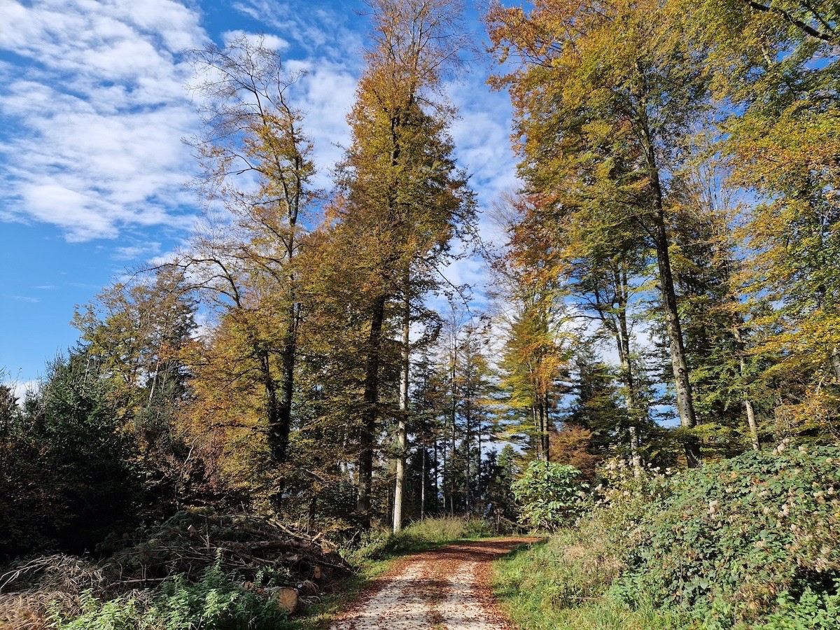 Herbststimmung am Santenberg