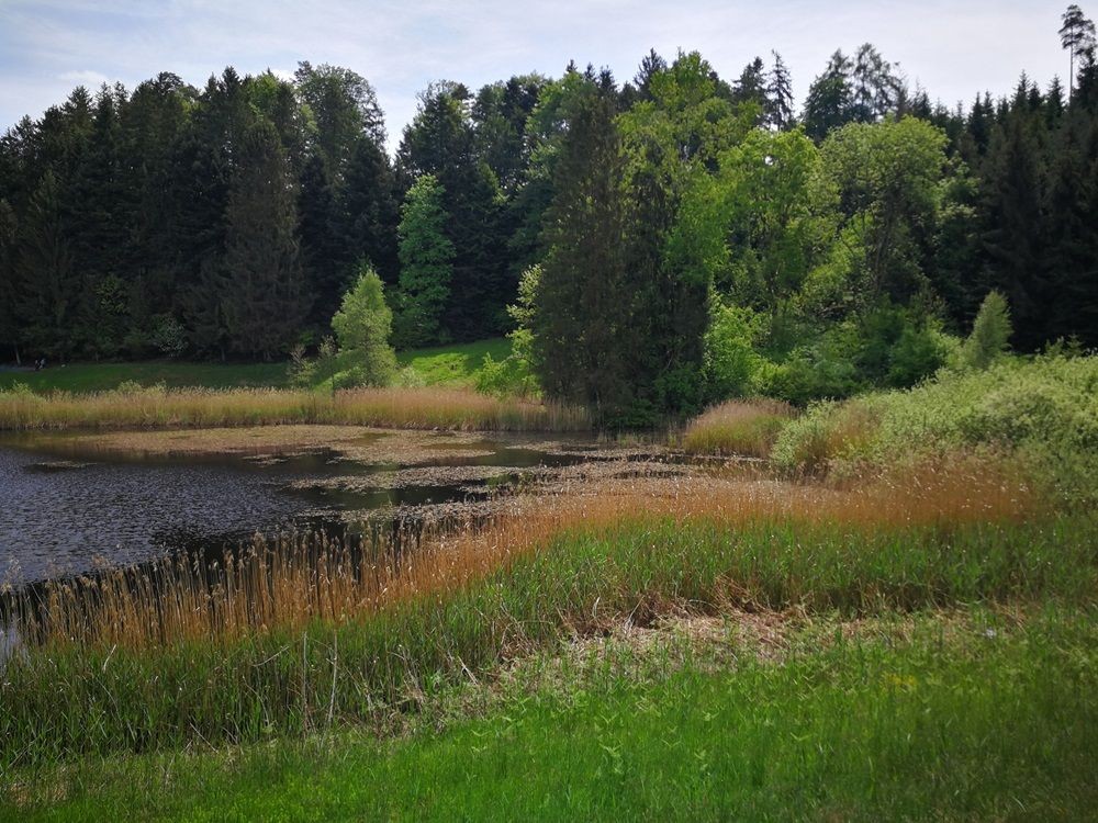 Artenreich und idyllisch: Das Wagenmoos im Meggerwald