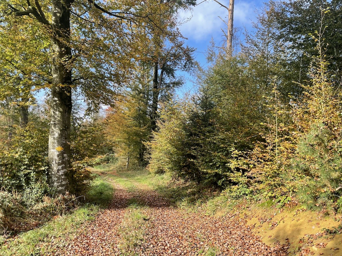 Herbstfarben am Santeberg.