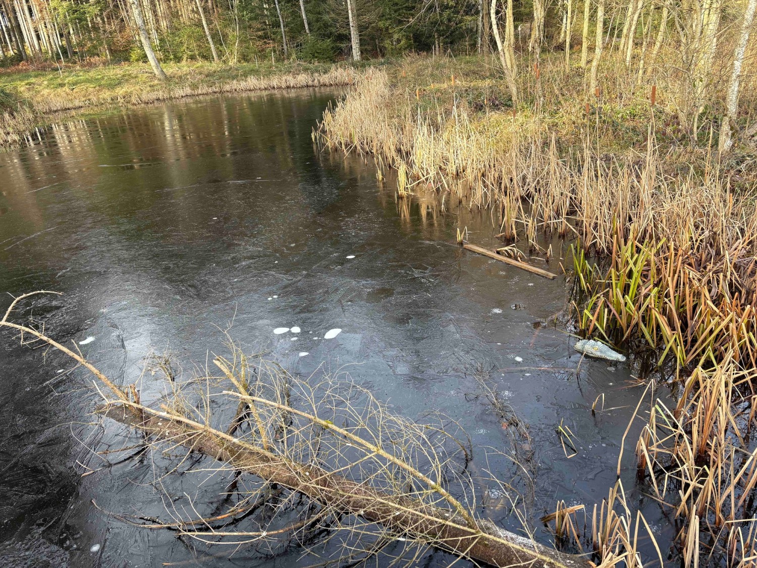 Das Hochmoor Ballmoos im Winter: Wer erblickt das "Krokodil"?