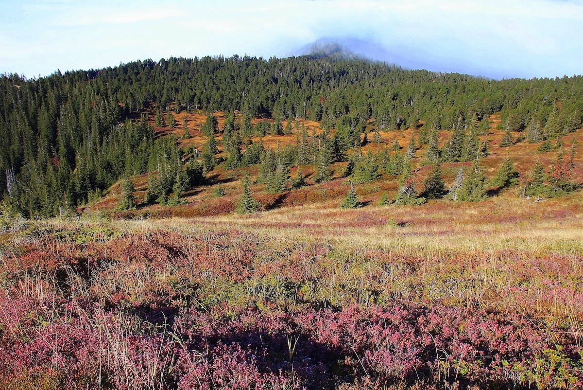 Farbenpracht Haglere im Herbst