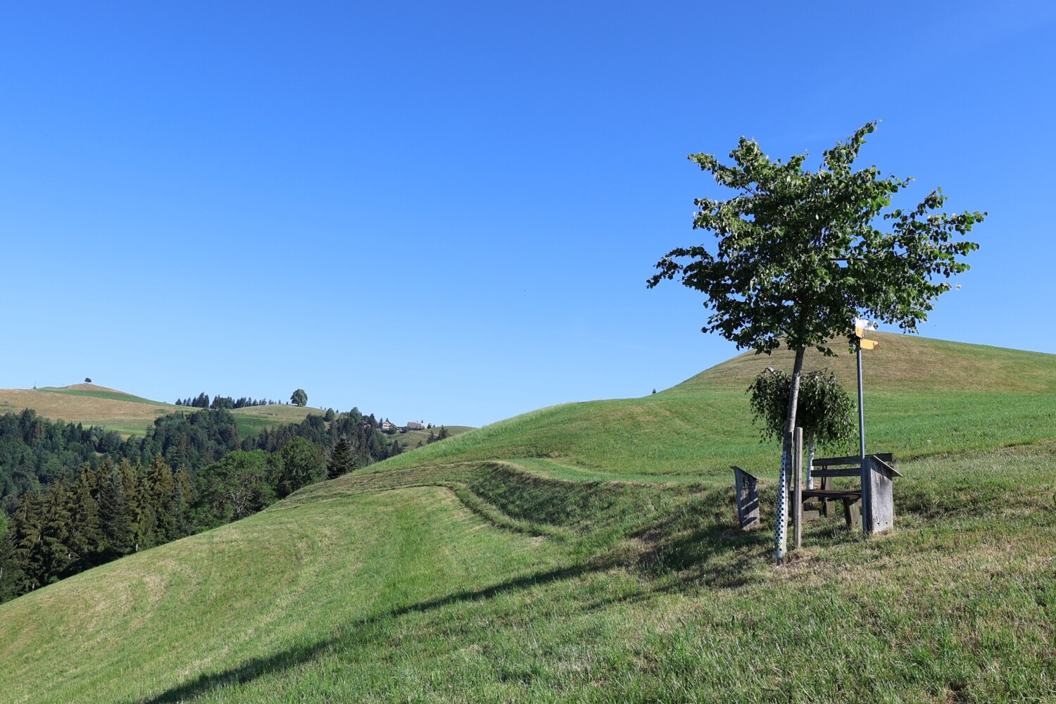 Mitten in der hügeligen Napflandschaft
