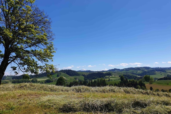 Rundwanderung Hergiswil b. Willisau