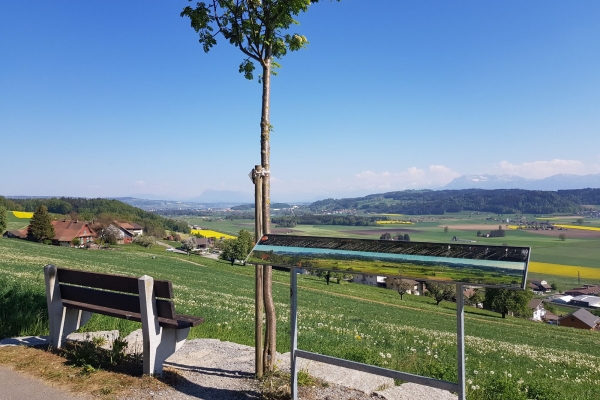 Tanzender Fuchs am Egolzwilerberg