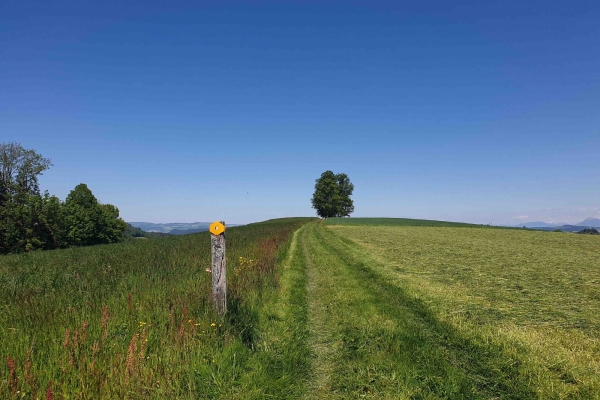 Rundwanderung Hergiswil b. Willisau
