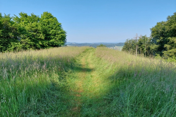 Grenzsteine mit Berner Wappen