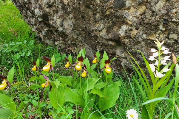 Suche nach dem gelben Frauenschuh