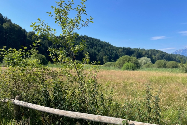 Durch den Meggerwald