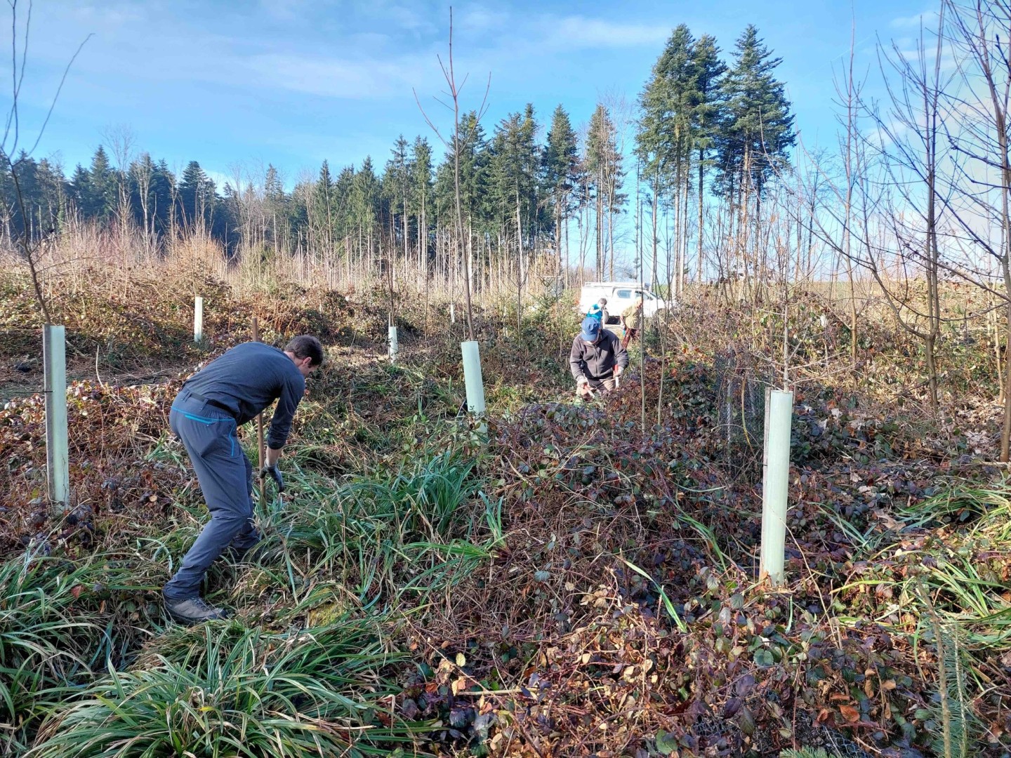 Letztes Teilstück_Tannwald