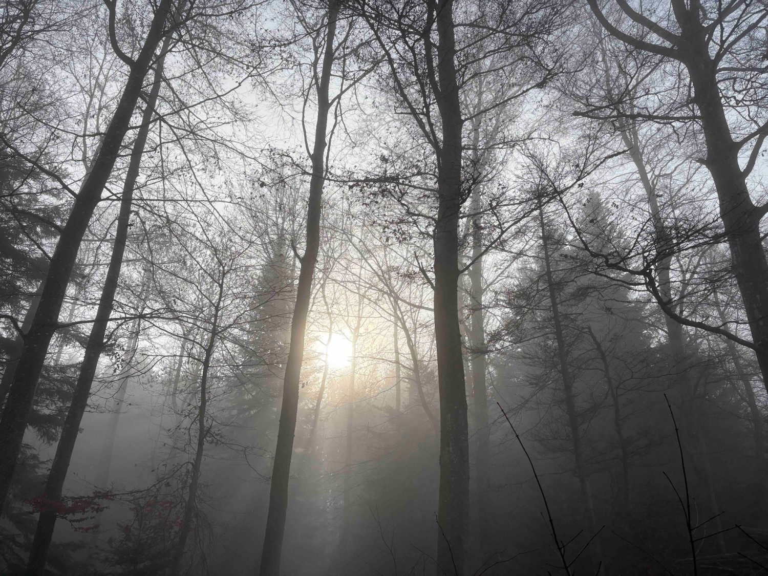 Mystische Winterstimmung im Wald bei Müswangen