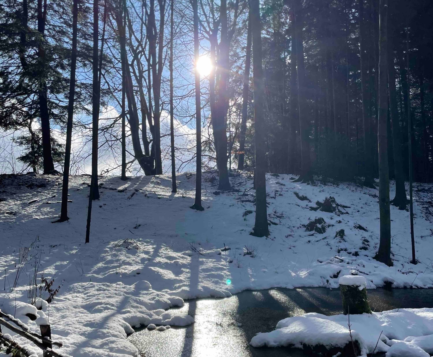 Am Waldrand entdeckt man auch im Winter kleine Naturjuwelen