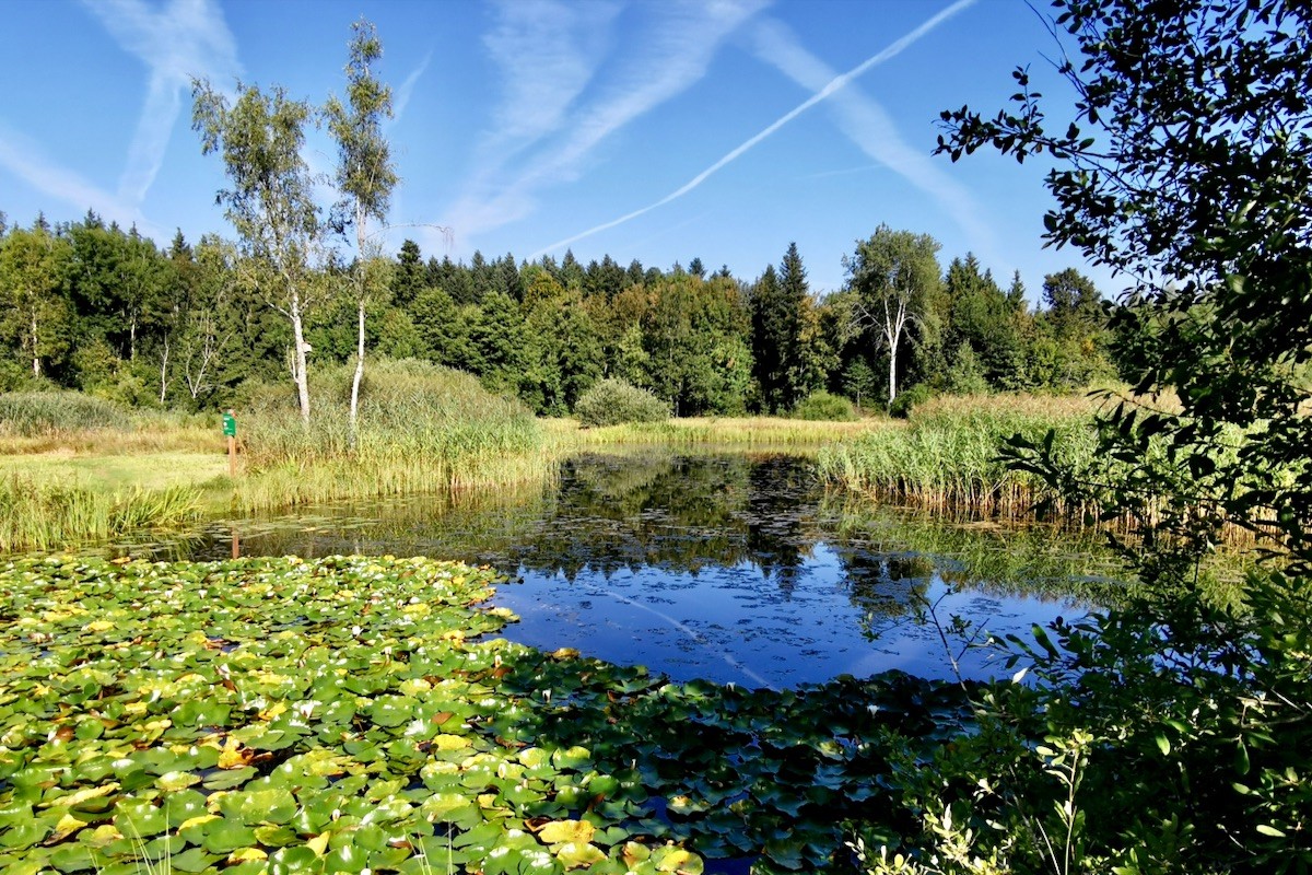 Das idyllische Vogelmoos bei Neudorf lädt zum Verweilen ein