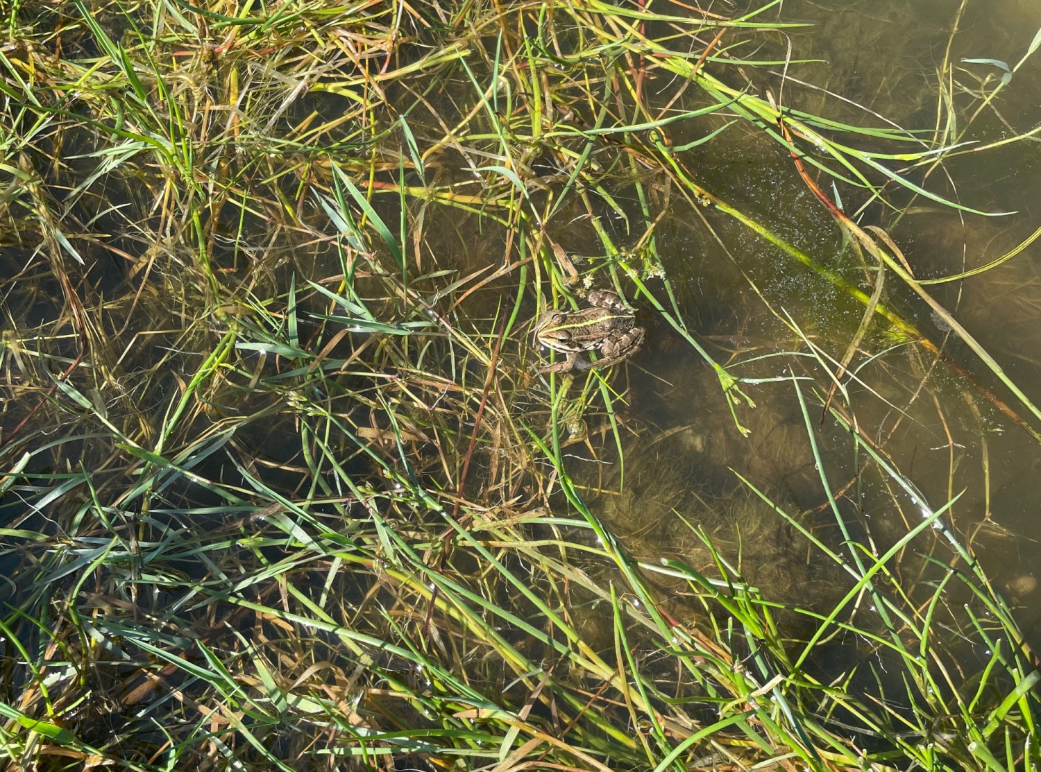 Wer entdeckt einen Frosch im Weiher?