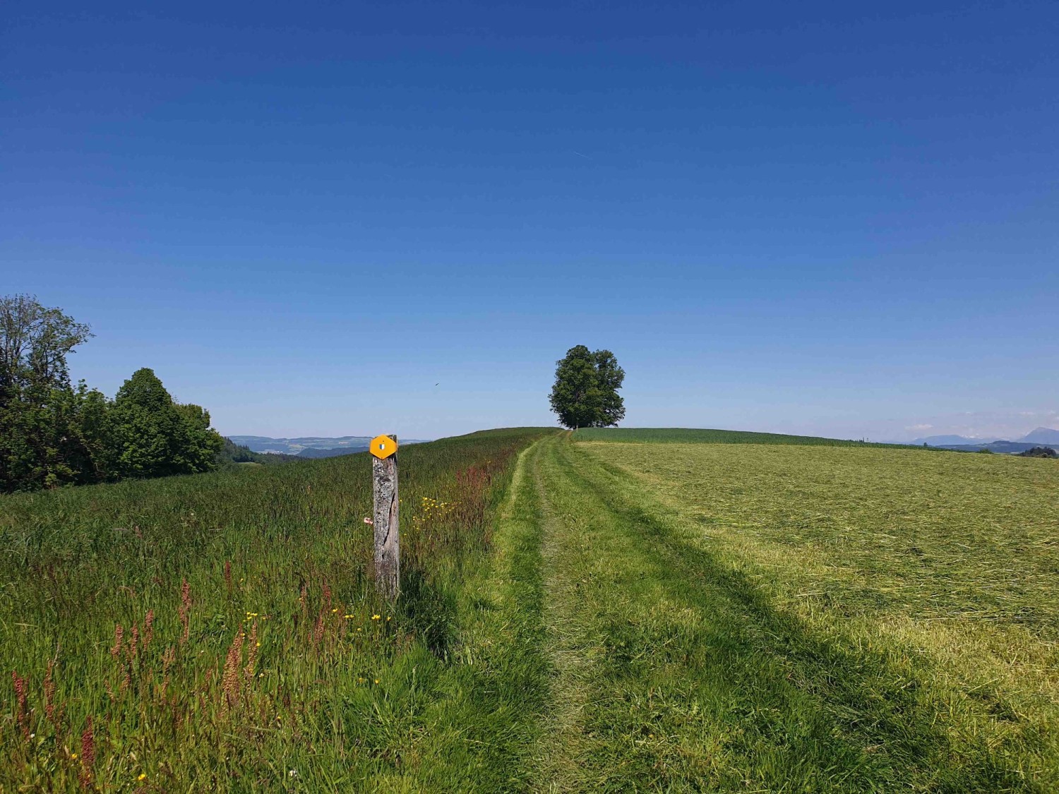 Die mächtige Honegglinde ist von Weitem sichtbar
