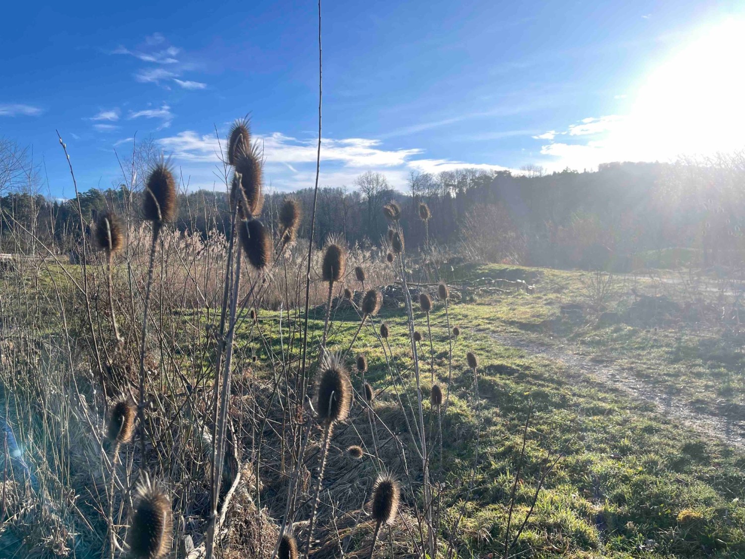 Winterliches Naturschutzgebiet Allmend