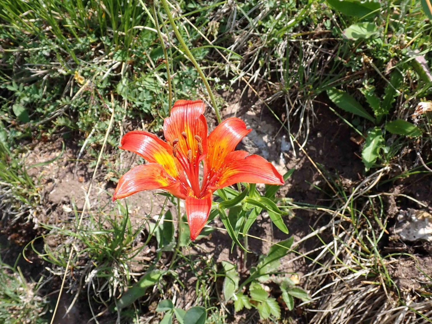 Feuerlilien am Felsenweg bezaubern die Wanderer
