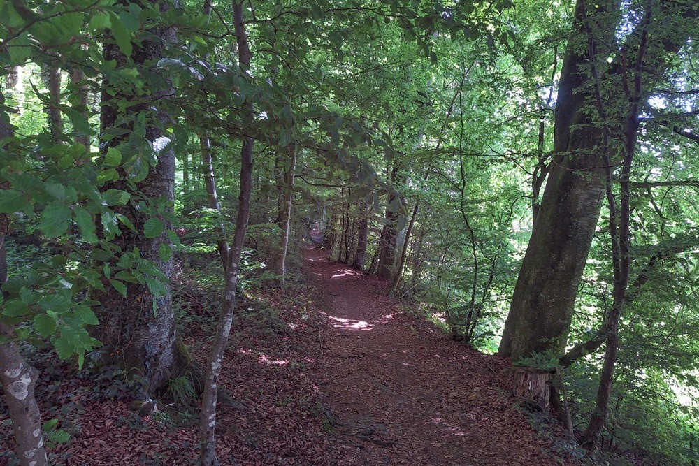 Am Waldrand über Kaltbach