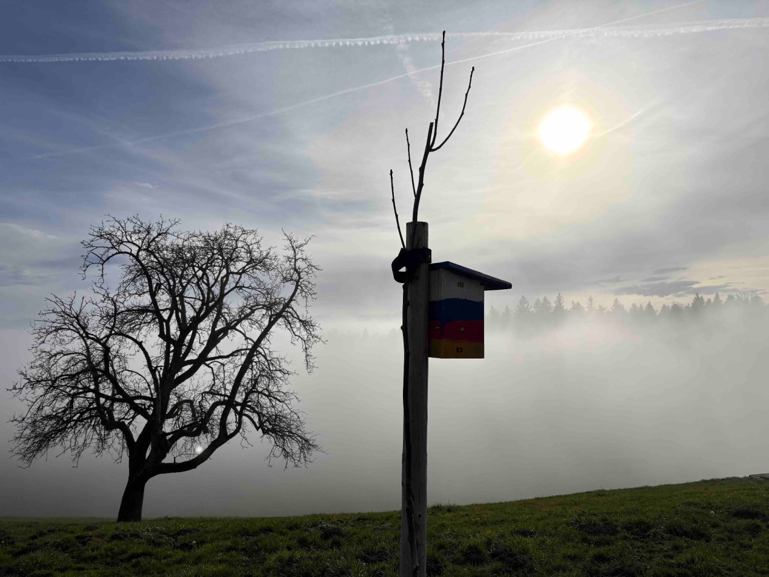 Die Sonne kämpft gegen den Nebel in Oberillau bei der Nussbaumallee
