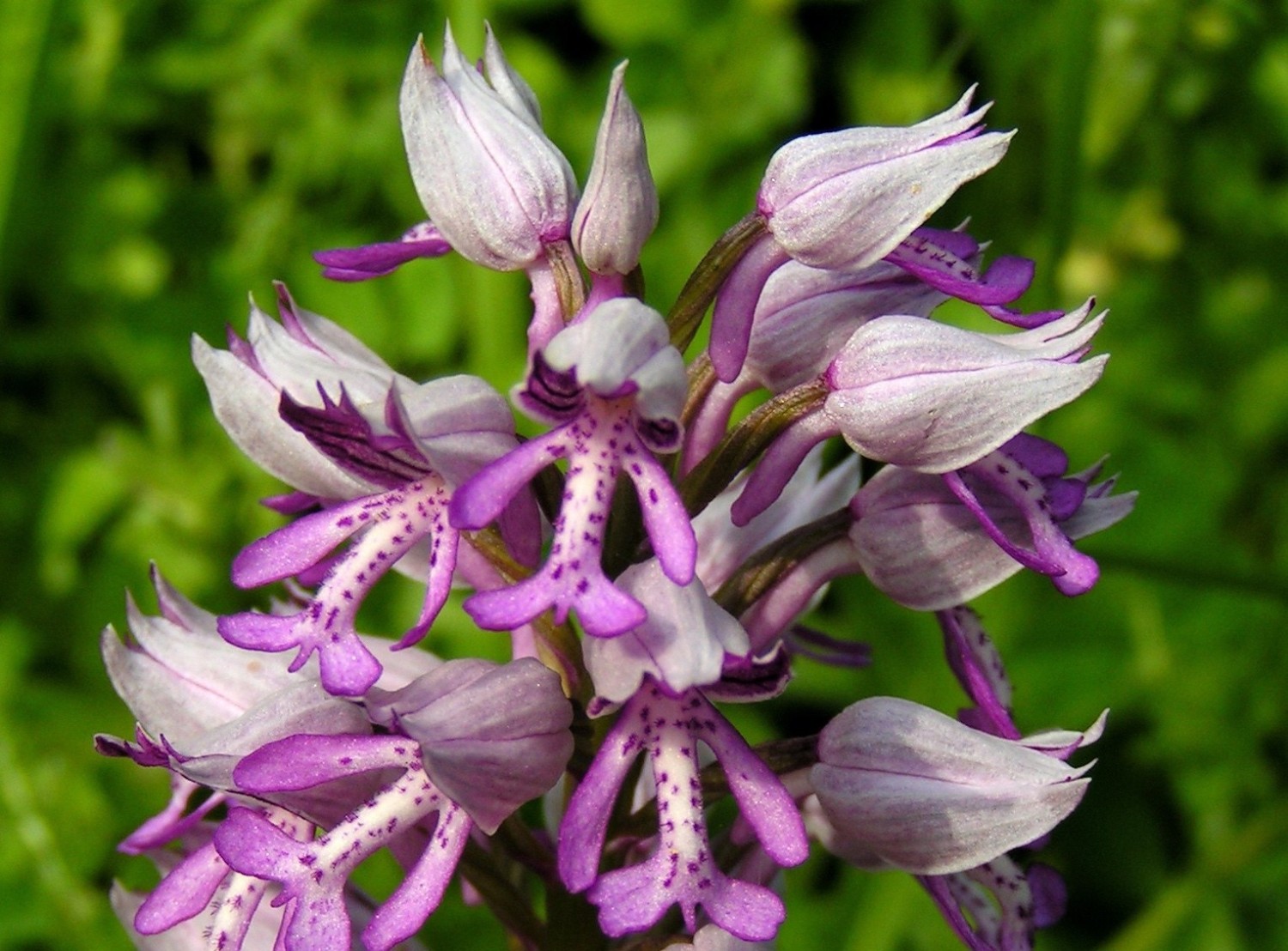 Je nach Jahreszeit blühen sogar Orchideen