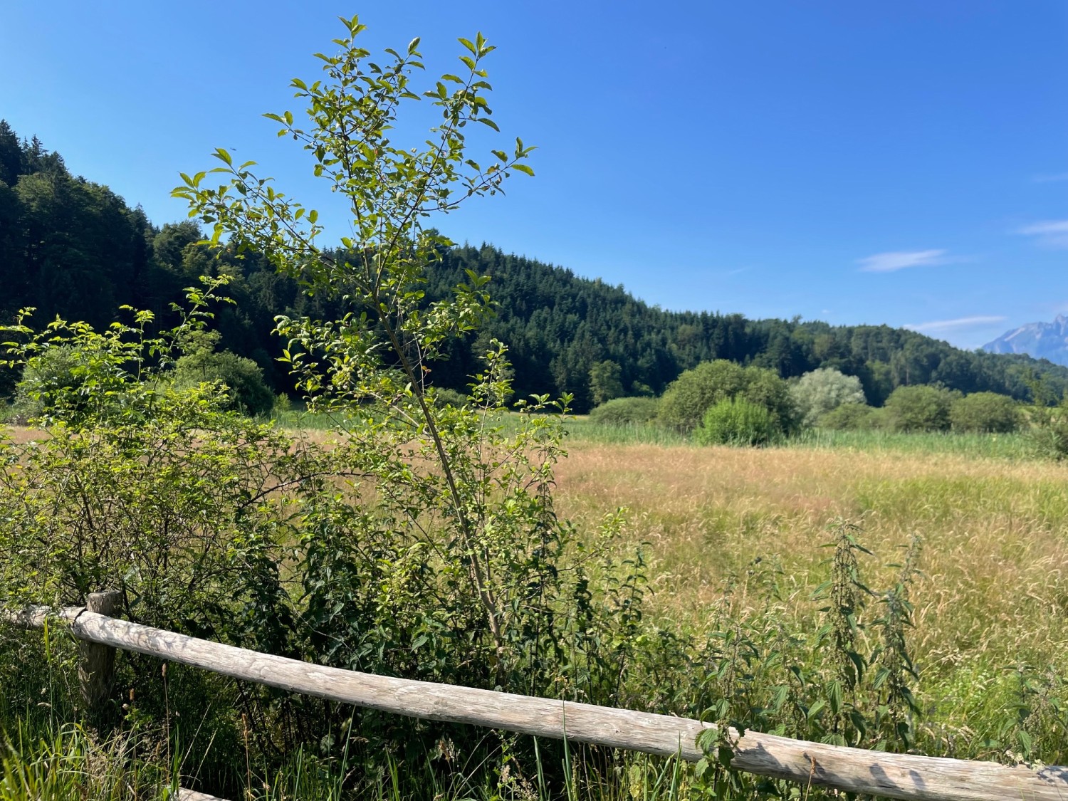 Am Rande des Meggerwaldes: Foremoos