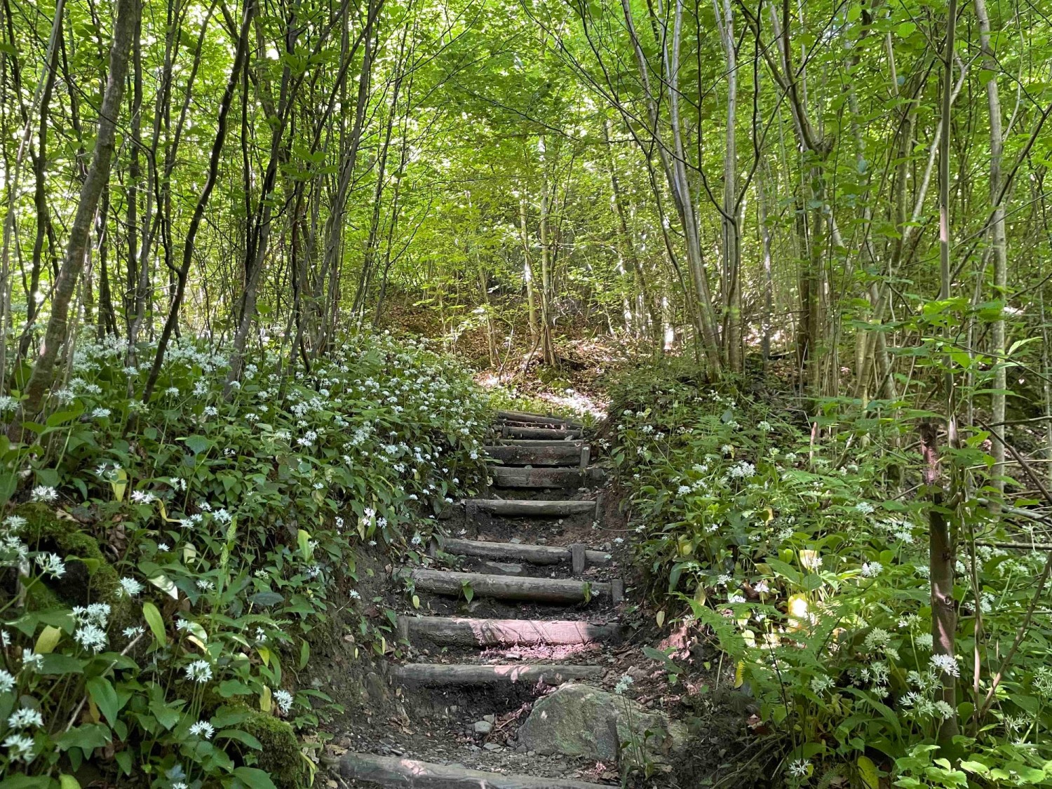 Fast schon märchenhaft: Von Unter Strick durch den Wald Richtung Schwendelberg